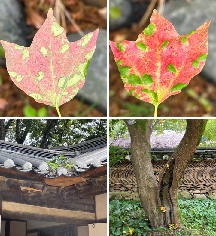 Leaves of a field-grown plant showing patchy red anthocyanin accumulation between green islands, a visible stress phenotype.