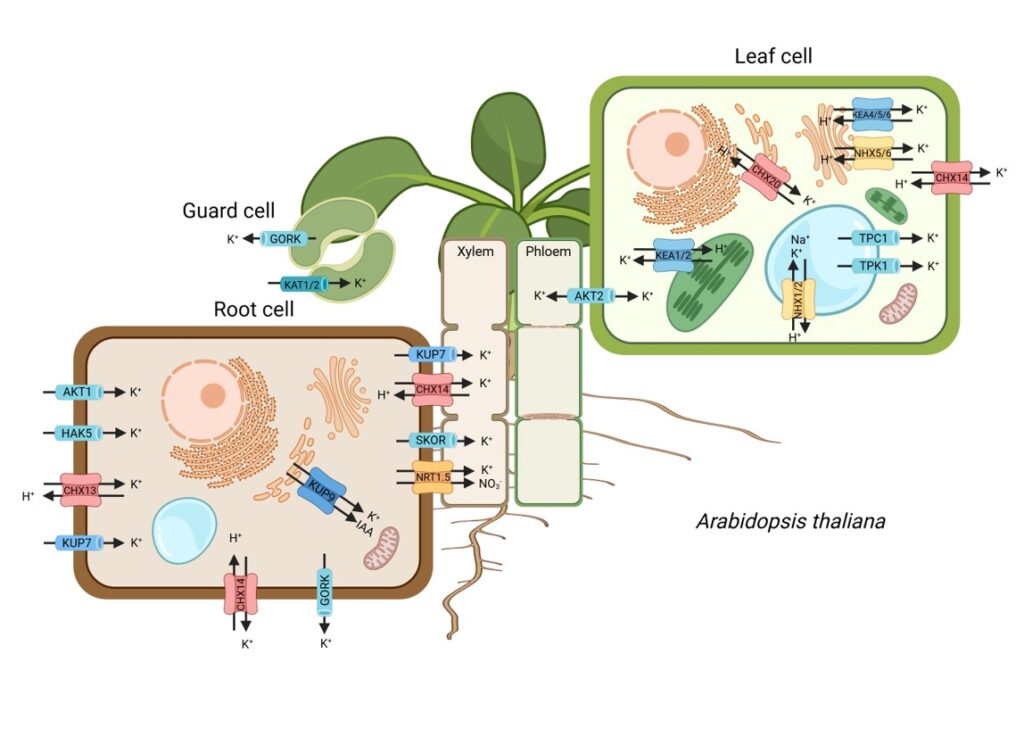 Schematic of potassium transporters at the plant plasma membrane linked to immune signaling and reactive oxygen species production.