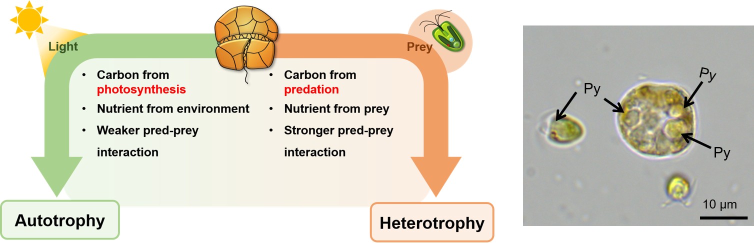 Diagram of the mixotrophic dinoflagellate Ansanella switching between autotrophy and heterotrophy under different light, salinity and prey conditions.