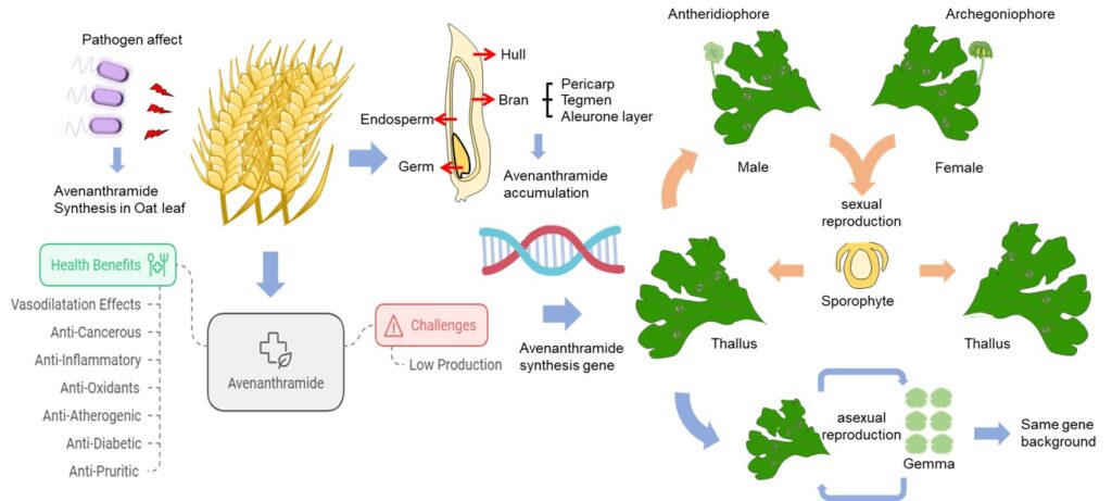 Workflow for engineering avenanthramide biosynthesis into the liverwort Marchantia polymorpha via gemma propagation.