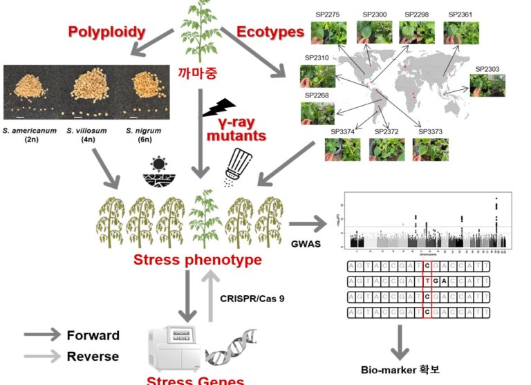 Forward and reverse genetics strategy in black nightshade, combining polyploid species, worldwide ecotypes, gamma-ray mutants, GWAS and CRISPR to find stress genes.