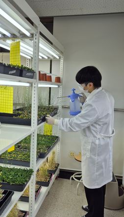 Young Woong tending the plants in the growth room.