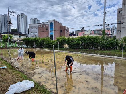 Rice transplanting day, together with Prof. Jang Kyu-pil’s group.