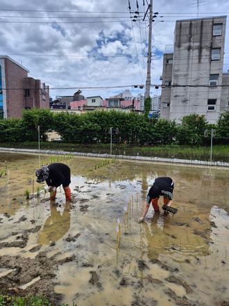 Rice transplanting day, together with Prof. Jang Kyu-pil’s group.