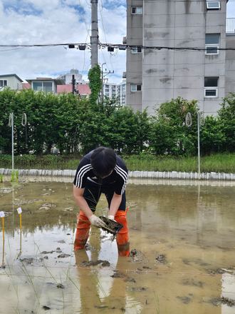 Rice transplanting day, together with Prof. Jang Kyu-pil’s group.