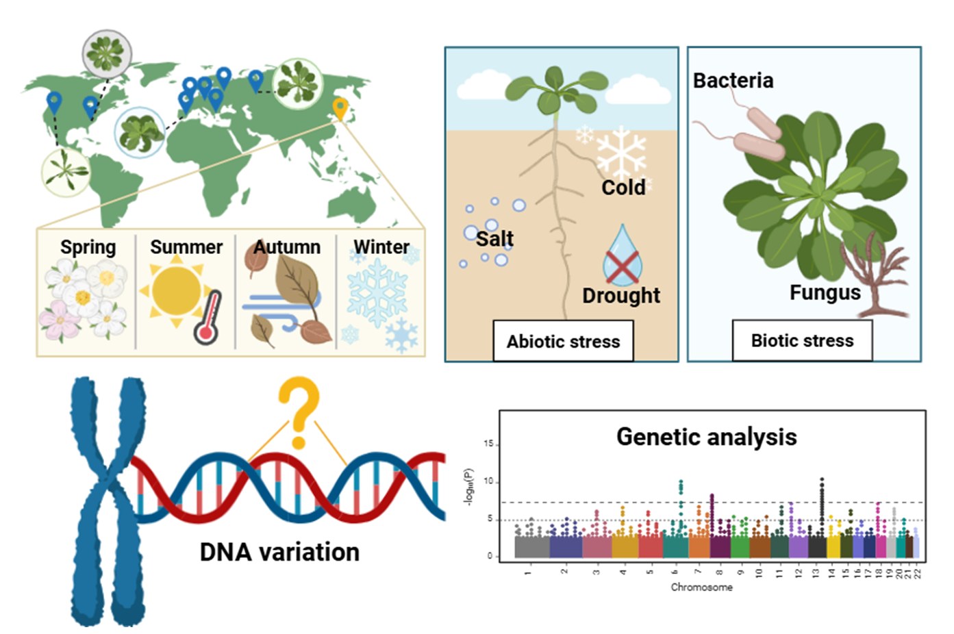 Natural variation in Korean Arabidopsis thaliana: world map of accessions, the four Korean seasons, abiotic and biotic stress panels, and a GWAS Manhattan plot.