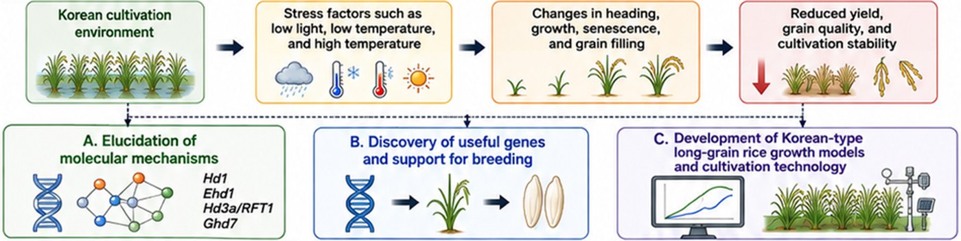 Flow diagram from the Korean cultivation environment through low-light, low-temperature and high-temperature stress to changes in heading, growth, senescence and grain filling, and on to three research aims.